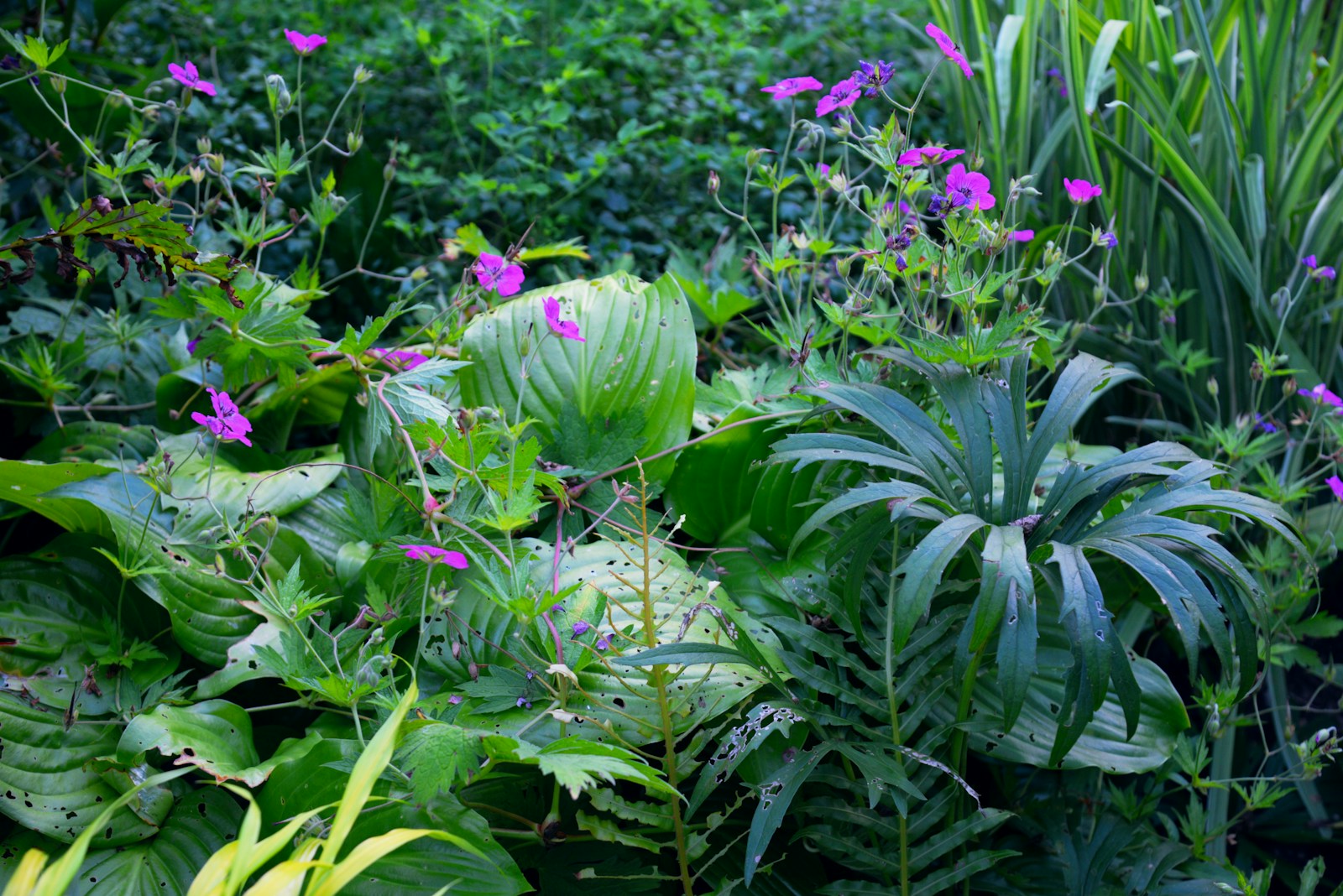 plantes naturelles anti-stress
