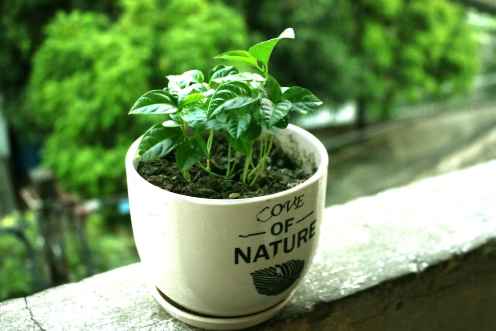 plantes naturelles anti-stress