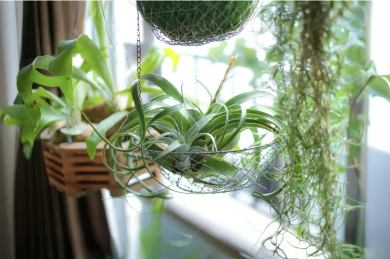 plantes apaisantes maison