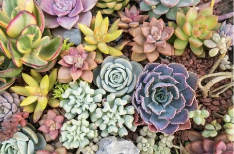 Vue de dessus d'un tapis dense de plantes grasses et succulentes de différentes couleurs : vert tendre, pourpre, rosé et bleuté. Elles forment une mosaïque végétale naturelle sur un sol de petits graviers rouges.